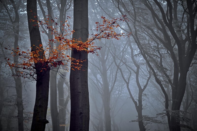Autumn forest
