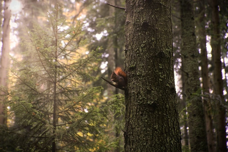 Woman walking in nature
